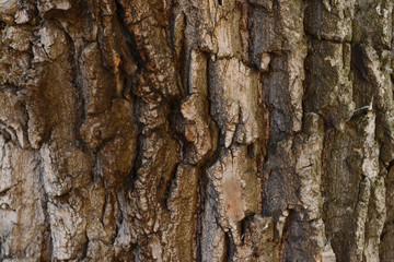 Tree bark background