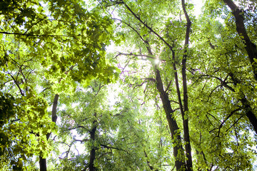 Trees in the forest - the crown of leaves against the sky