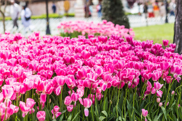 Tulips in Istanbul