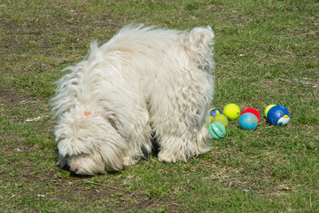 Naklejka na ściany i meble dog playing with colored balls