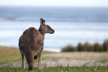 Östliches Graues Riesenkänguru (Macropus giganteus) © DirkR