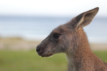 Östliches Graues Riesenkänguru (Macropus giganteus)