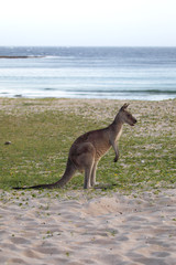 Östliches Graues Riesenkänguru (Macropus giganteus)