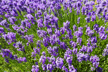 Lavender flowers