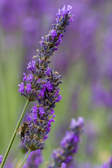Lavander fields 