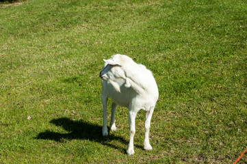 Obraz premium White goat on a meadow