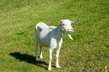 Obraz na płótnie Canvas White goat on a meadow