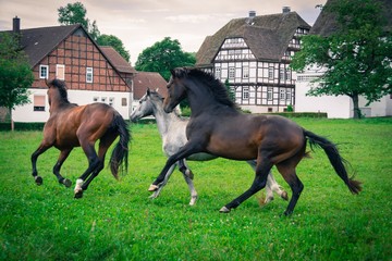 Pferde im Galopp auf dem Land