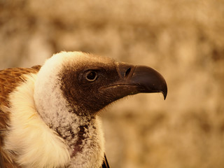 Trigonoceps occipital