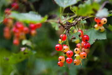 red currant in the garden