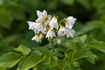 potato flowers, close up