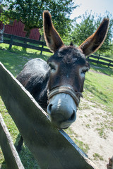 Friendly donkey at farm