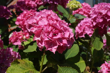 hortensia