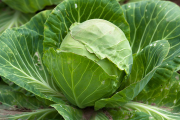 Fototapeta na wymiar head of cabbage