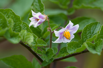 flowers of potato, closeup