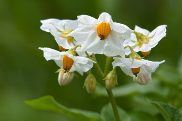 flowering potato
