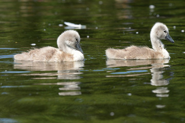 Mute Swan - nestlings