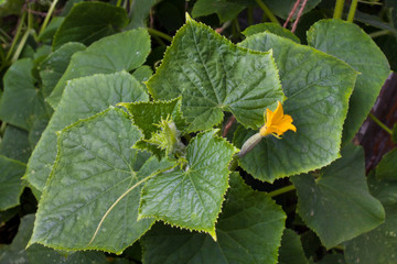 cucumber in the garden, top view