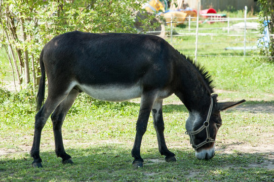 Donkey in the meadow.