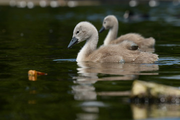 Mute Swan - nestlings