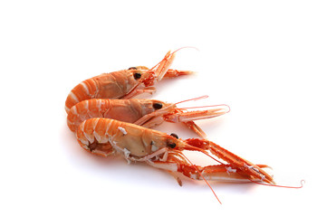 Langoustes