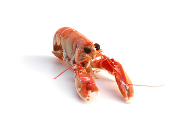 Langouste