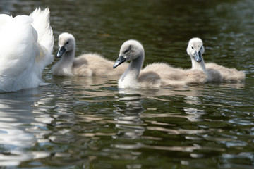 Mute Swan - nestlings