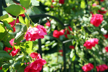 Beautiful pink roses over green leaves background