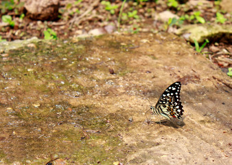 Butter fly.