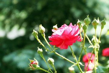 Beautiful pink roses over green leaves background