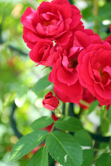 Beautiful pink roses over green leaves background