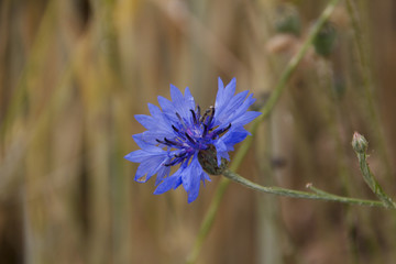 Blue flower