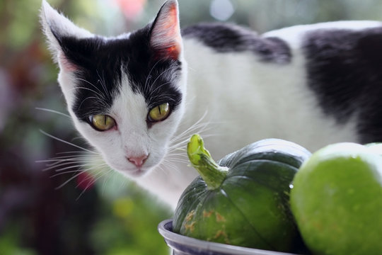gato en la huerta con los zapallitos verdes 