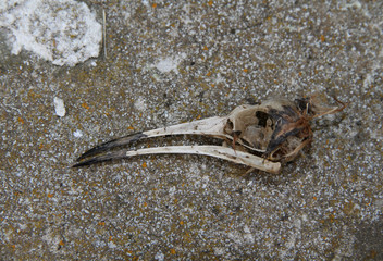 squelette de tête d'oiseau