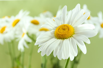 Obraz na płótnie Canvas Closeup of beautiful chamomile flowers