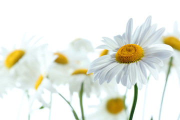 Closeup of beautiful chamomile flowers