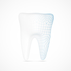tooth wireframe