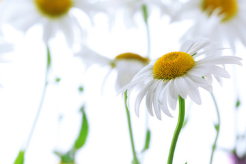 Closeup of beautiful chamomile flowers
