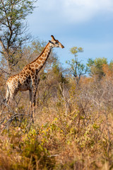 Female giraffe stands in the african bush