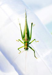 Green grasshopper