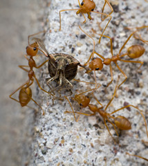 ant teamwork helps each partner to get victim