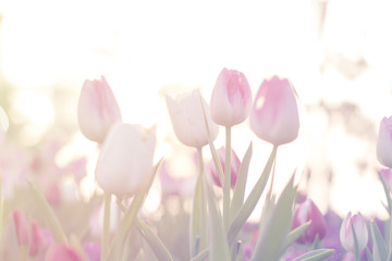 pink tulips close up blooming in spring garden with sun flare background, morning sunlight - obrazy, fototapety, plakaty