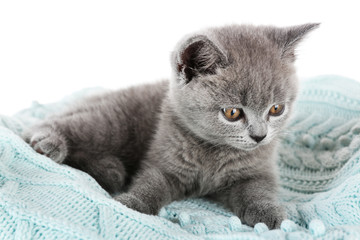 Cute gray kitten on warm plaid, closeup