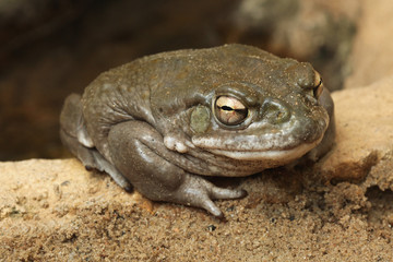 Fototapeta premium Colorado river toad (Incilius alvarius).
