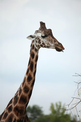 Rothschild's giraffes (Giraffa camelopardalis rothschildi).
