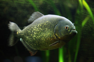 Red-bellied piranha (Pygocentrus nattereri)