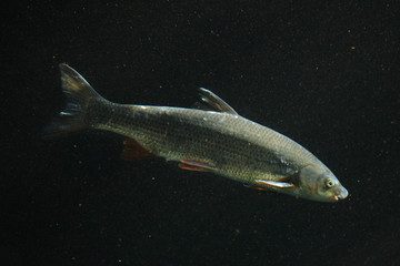 Common nase (Chondrostoma nasus)