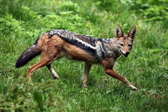 Black-backed jackal (Canis mesomelas).
