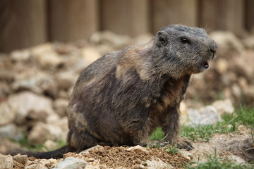 Alpine marmot (Marmota marmota).