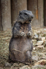 Alpine marmot (Marmota marmota).